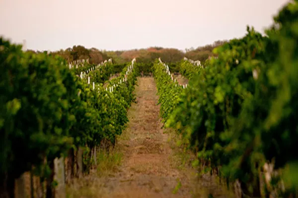 Texas Hill Country Wines Take the Heat in $1.8 Billion Business