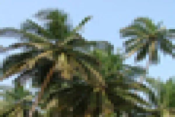 60x60-palm-trees.jpg