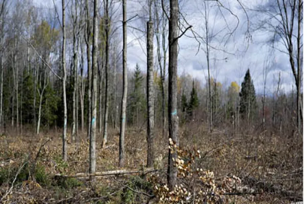 bare-trees-large.jpg