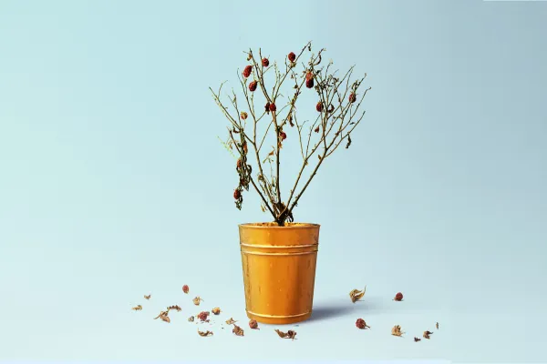 Illustration by Nicolas Ortega