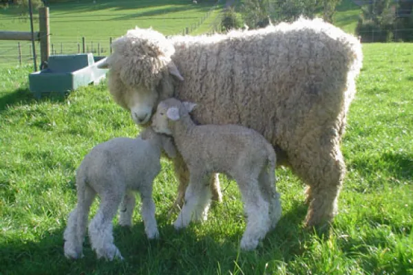 romney-ewe-and-lamb-large.jpg