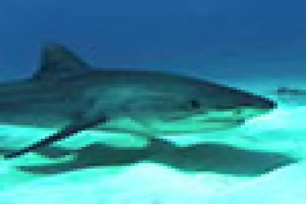 tigershark.jpg