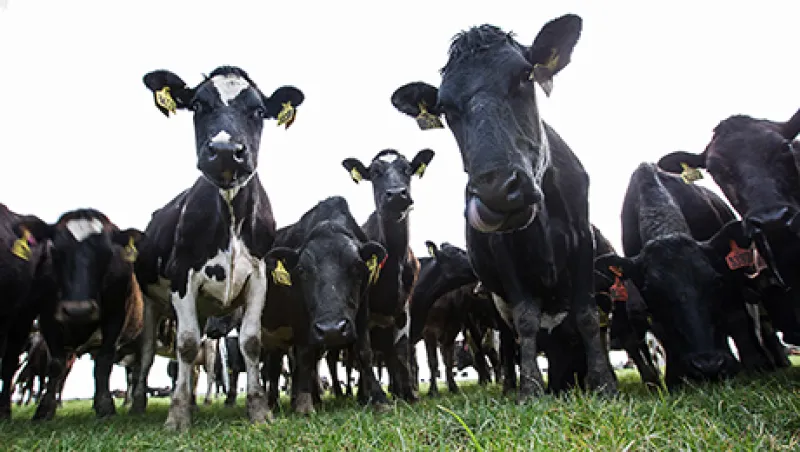 Inside Synlait Milk's Dairy Processing Plant And Dairy Farm Suppiers