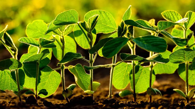 U.S. Organic Soybean Volatility