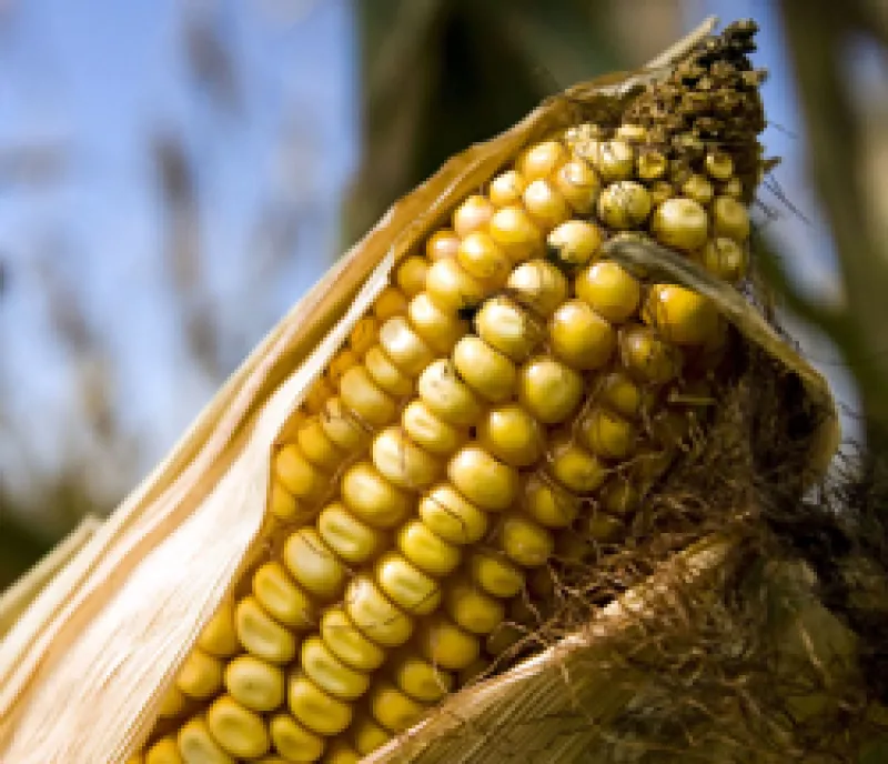 corn-big.jpg