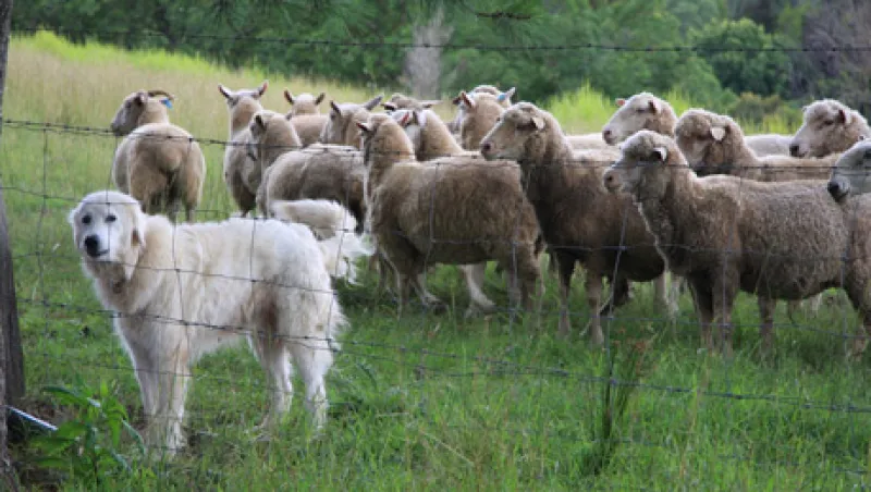 sheep-dog-large.jpg